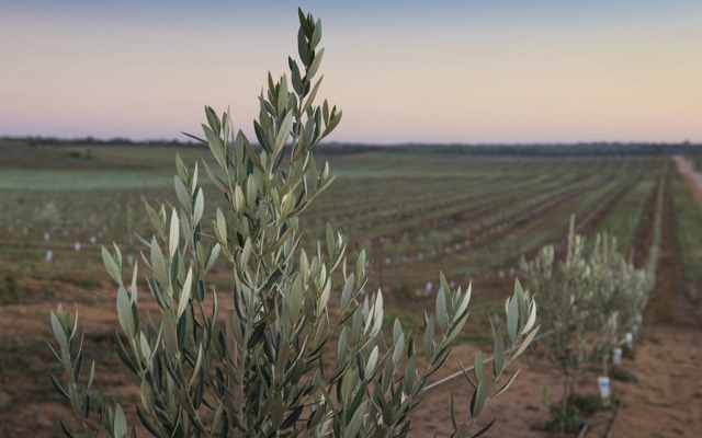 Agriculture stocks ASX Cobram Estate Select Harvests