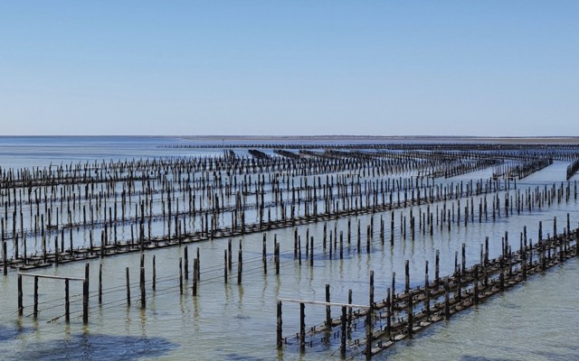 Angel Seafood AS1 ASX oyster demand supply Eyre Peninsula Coffin Bay