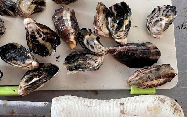 Angel Seafood oysters record stock Easter period ASX AS1