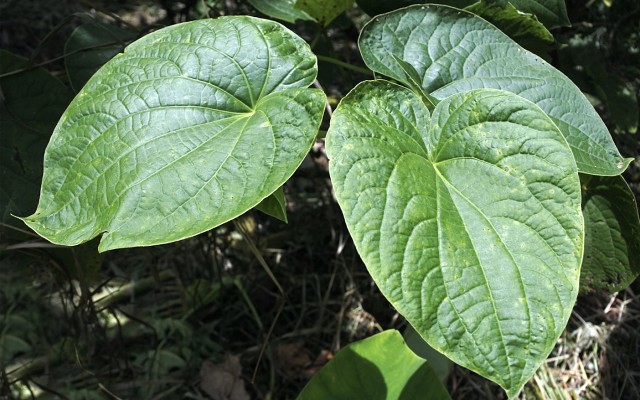 Fiji Kava ASX FIJ noble landmark deal Chinese market PuMate