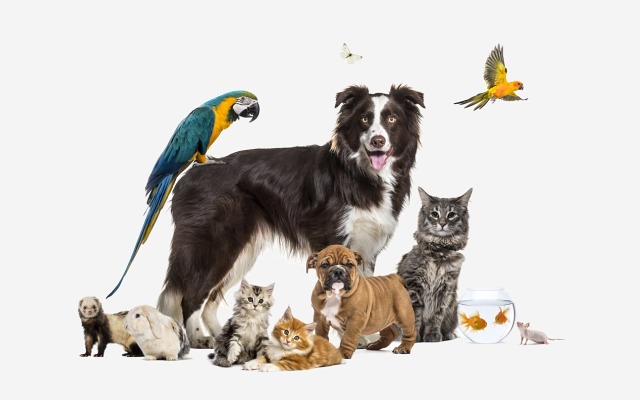 Pet care stocks ASX Australia