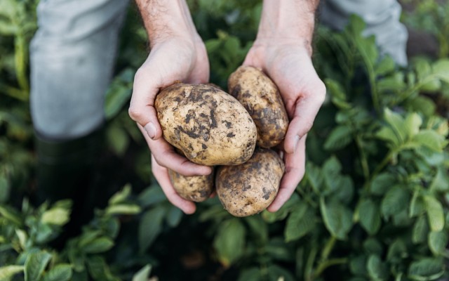 Pure Foods Tasmania Daly Potato ASX PFT