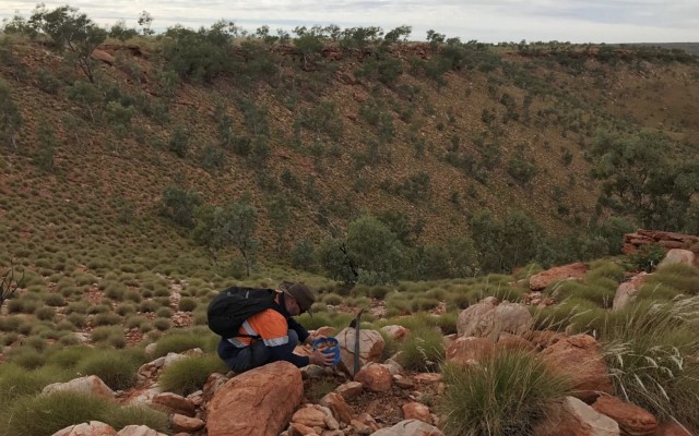 Red Mountain Mining ASX RMX Mt Mansbridge Project East Kimberley Killi-Killi Vader Kylo soil sampling