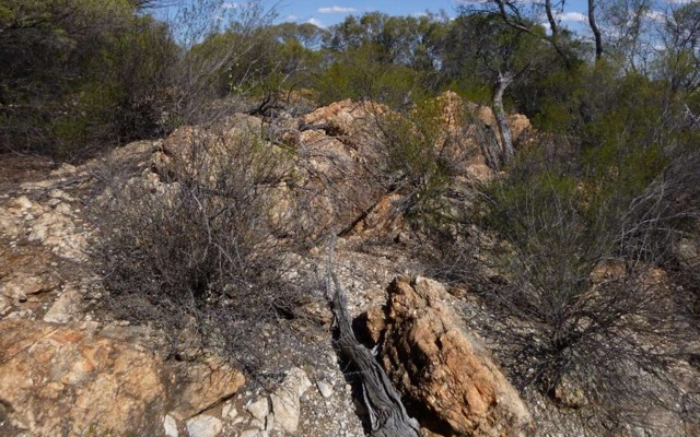 Venus Metals Corp ASX VMC IGO Henderson nickel lithium pegmatite dyke