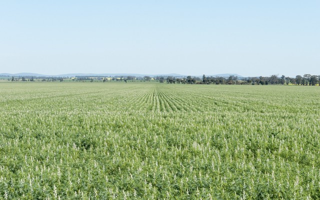 Wide Open Agriculture ASX WOA lupin CSIRO plant based protein