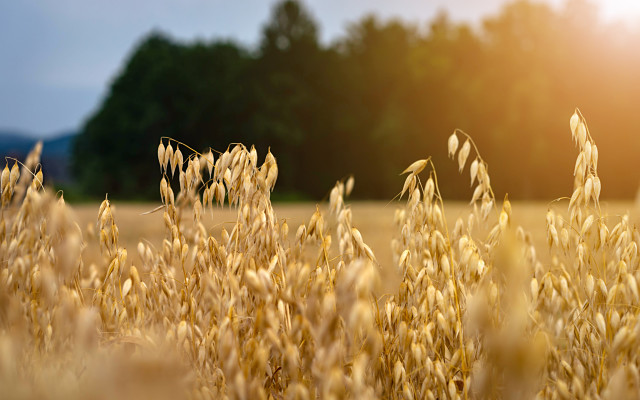 Wide Open Agriculture ASX WOA reocrd quarter growth regenerative oats