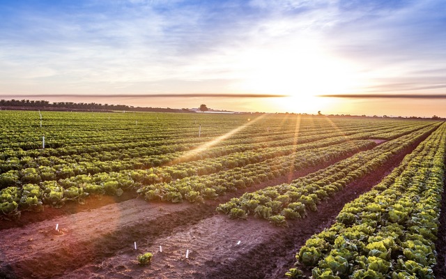 Wide Open Agriculture WOA ASX placement