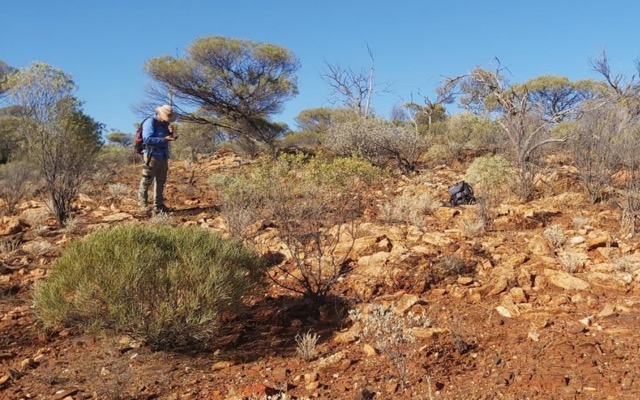 Zenith Minerals ASX ZNC Mt Ida North lithium target outcropping pegmatites EV Metals Group